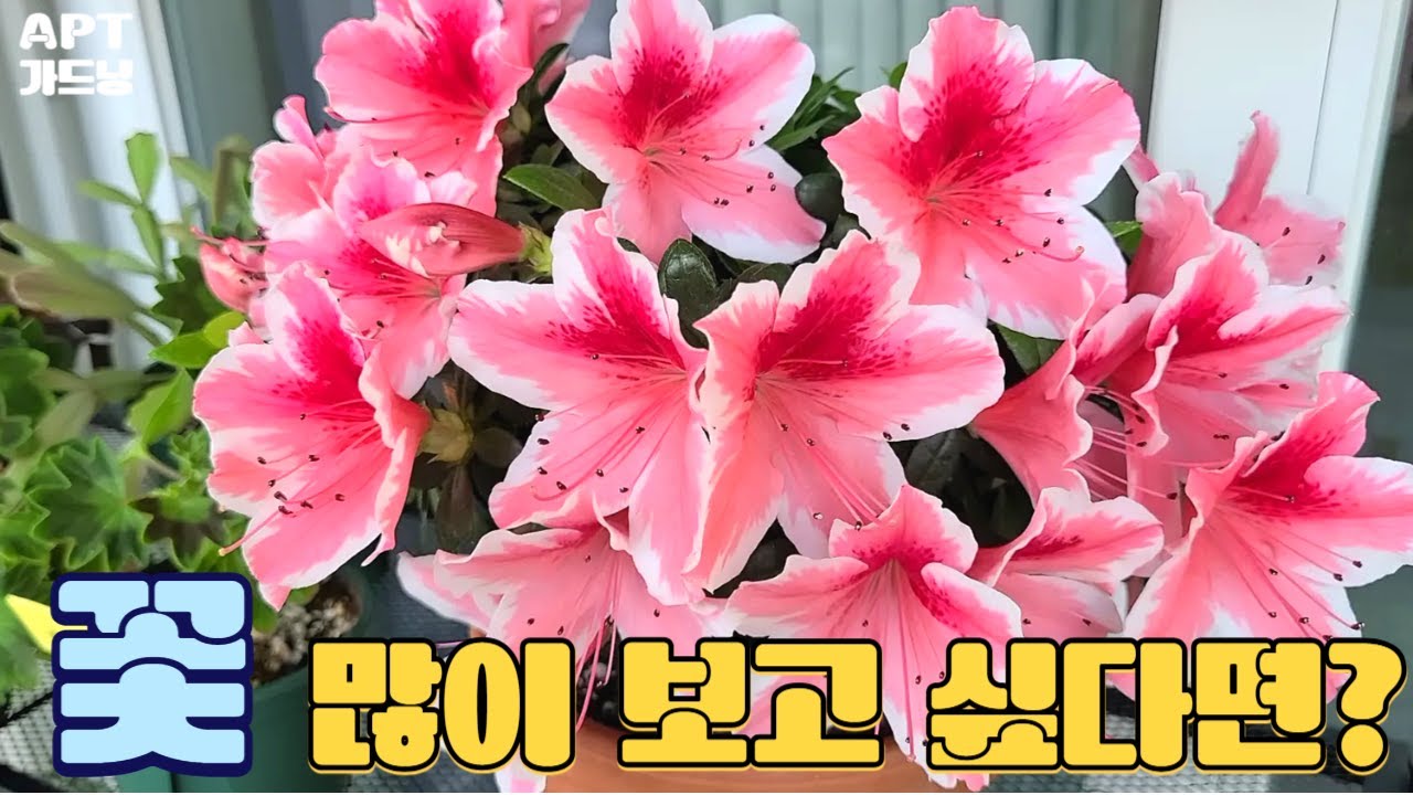 서양철쭉 아젤리아 키우기, 꽃이 피지 않는다면?