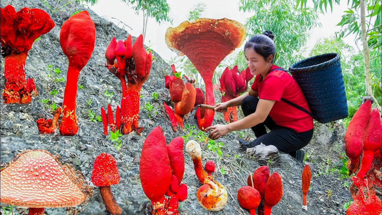 Harvest A Lot Of Fire God Mushrooms in Deep Forest Goes to Market Sell | Susan Daily Life