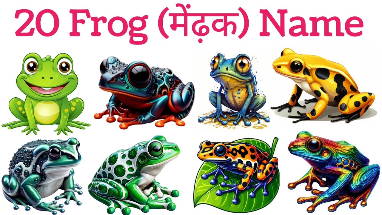 20 Frogs Name in English & Hindi | Frogs Name For Nursery kids | Learn Frogs Name | मेंढकों के नाम