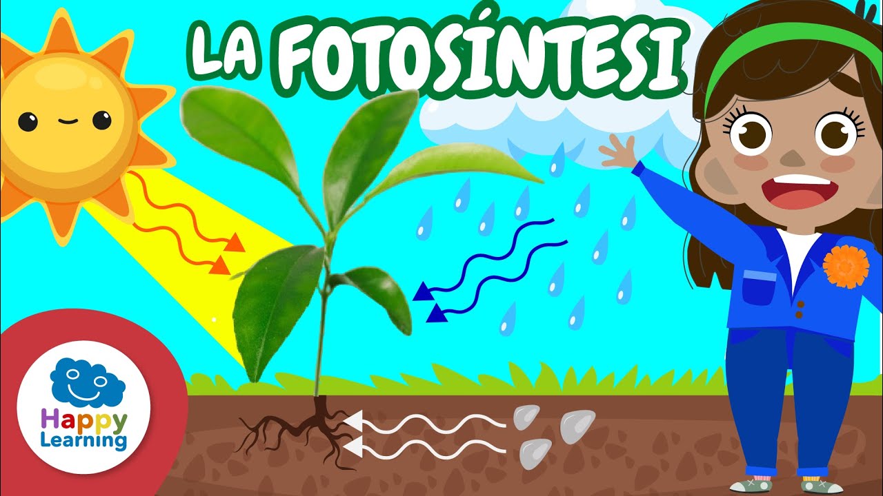 🌱 FOTOSÍNTESI: Com les Plantes Fan el Seu Menjar | Ciència Divertida per a Nens 🌞 | Happy Learning 📚