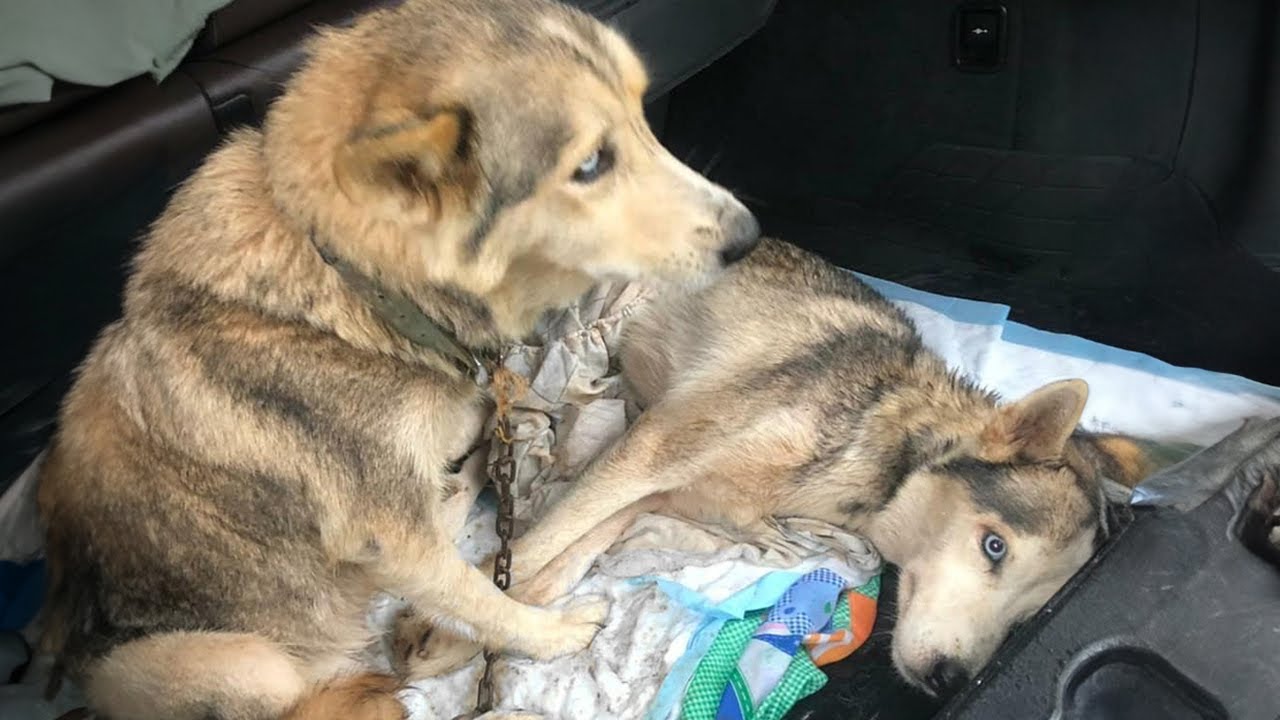 Although chained, the pregnant dog begged to save her partner, the owner neglects them