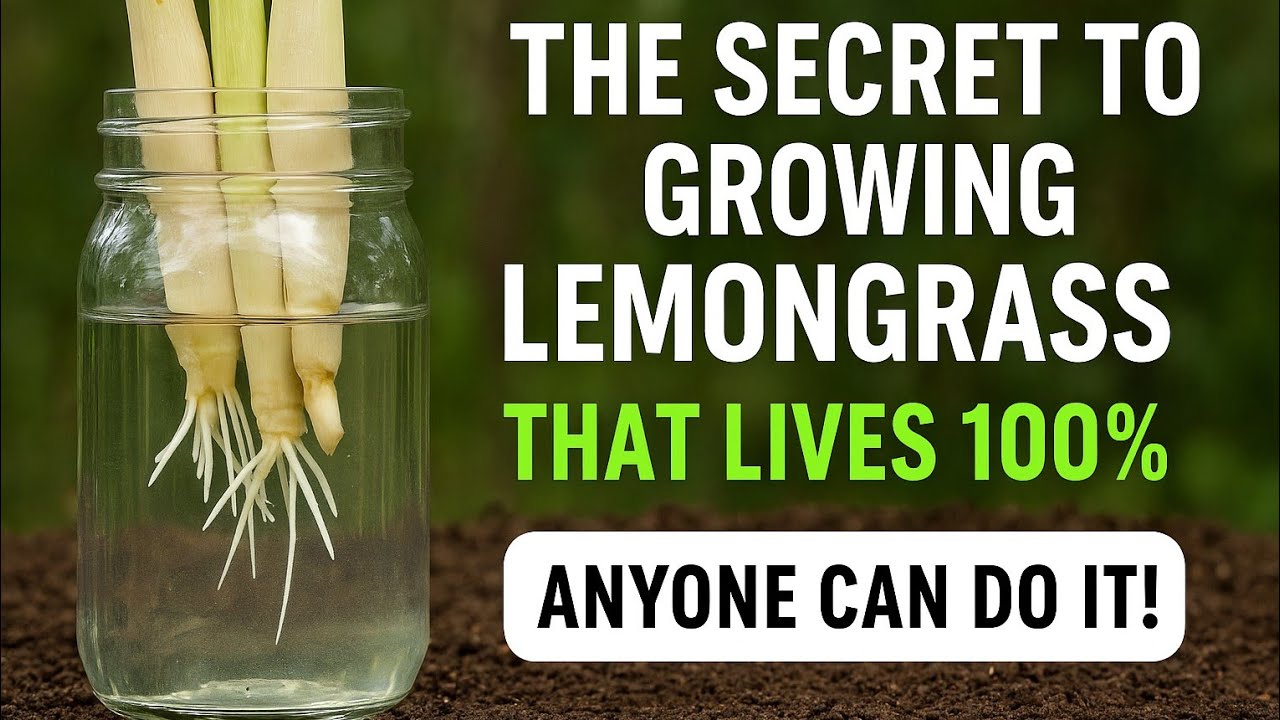 “How to Grow Lemongrass Roots FAST — 100% Success!”