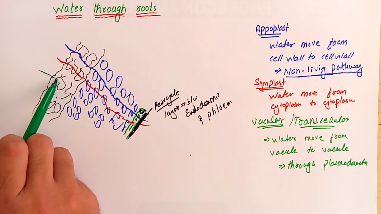 Transport through Roots : Form & Functions in plants