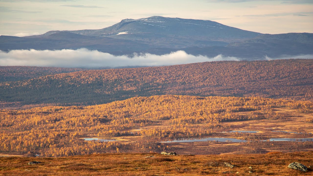 Vandring genom Marsfjällets naturreservat - höstäventyr i vildmarken