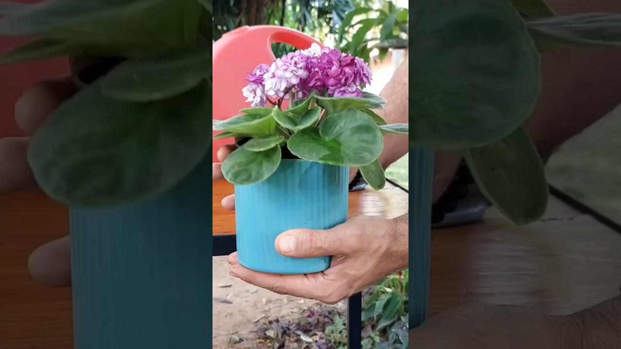 4 Erros comuns na hora de regar as plantas #rega #plantas #shorts