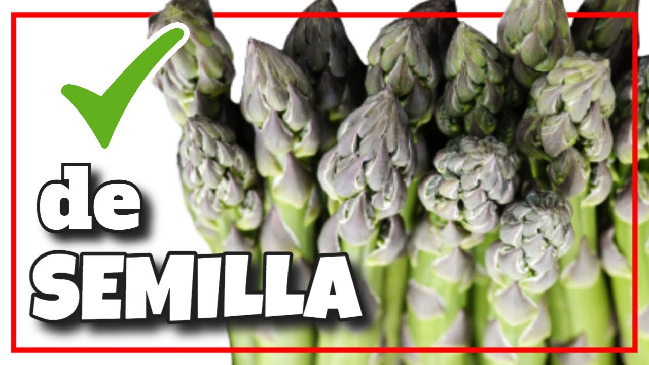 ✅ ESPARRAGOS ► Cultivo en CASA ◄