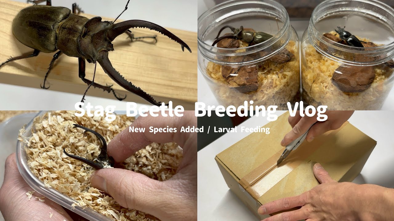 Vlog｜新しく迎えたクワガタの開封と飼育作業ルーティーン｜Stag Beetle Breeding