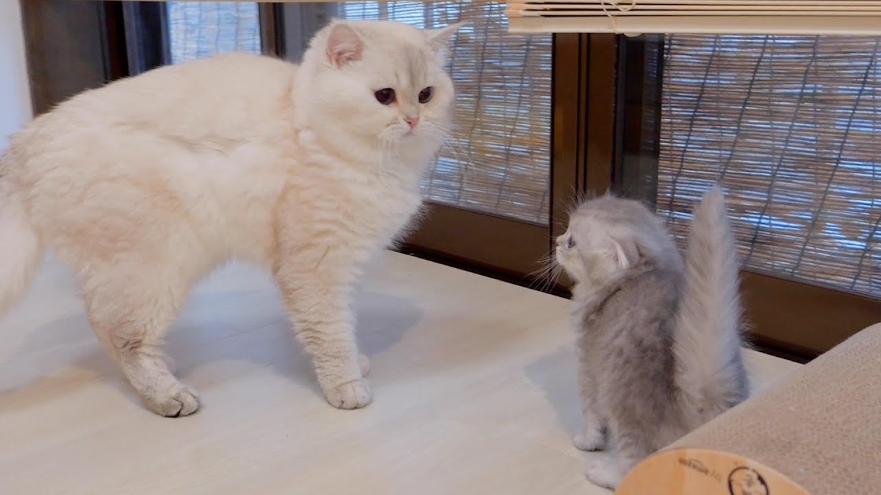 Котенок подходит к кошке, думая, что поиграет с ней, но отец кота...