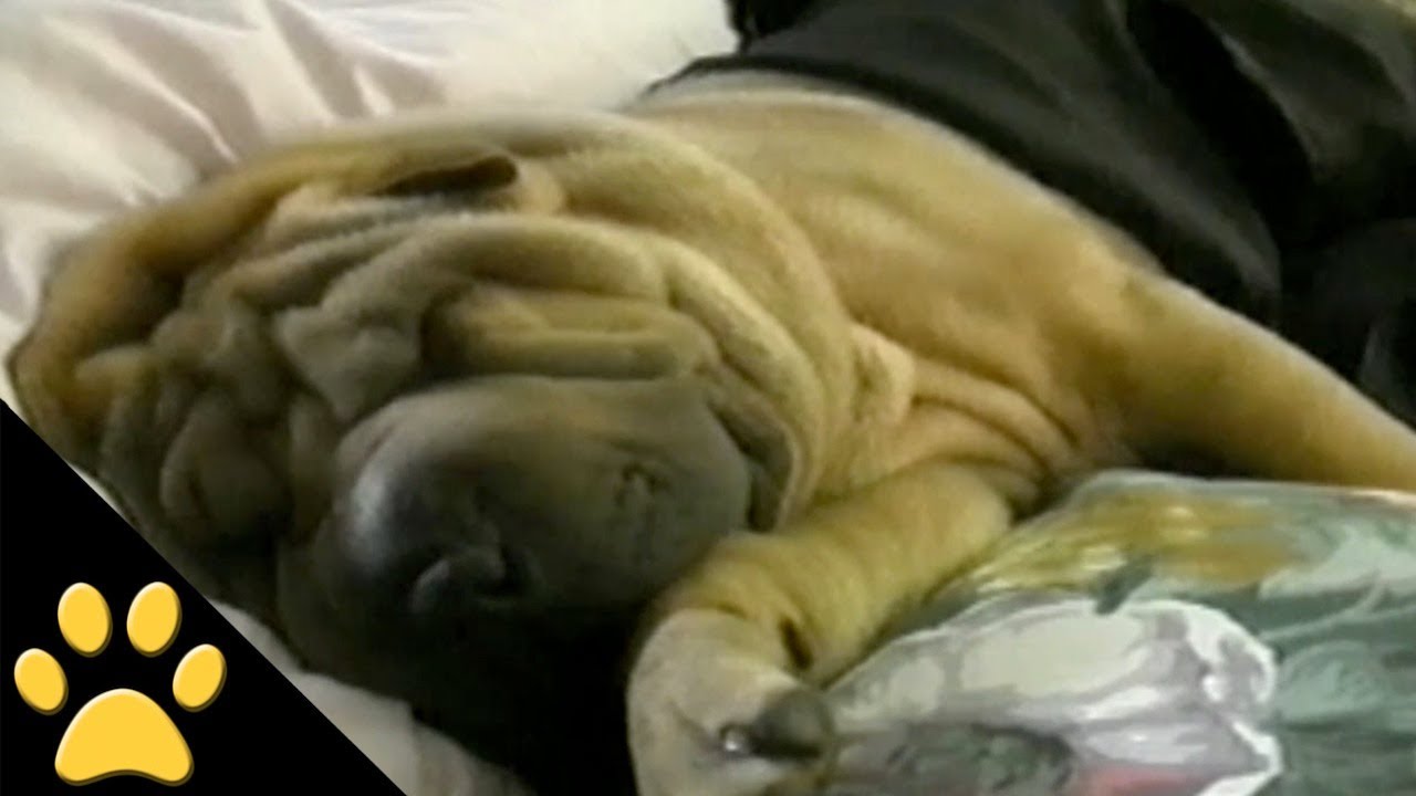 Shar-Peis Are Awesome: Compilation