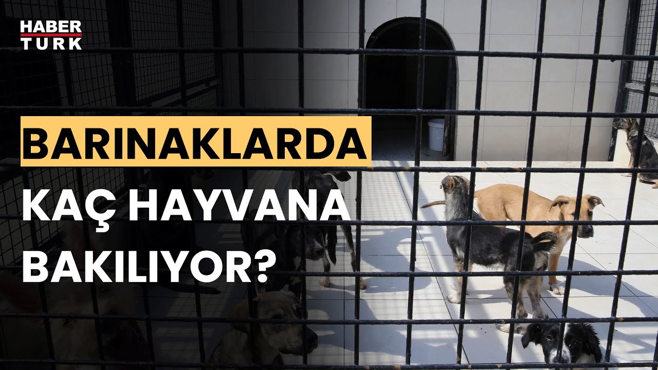 Ümraniye'de yeni barınak açılacak mı? Ümraniye Belediye Başkanı İsmet Yıldırım anlattı