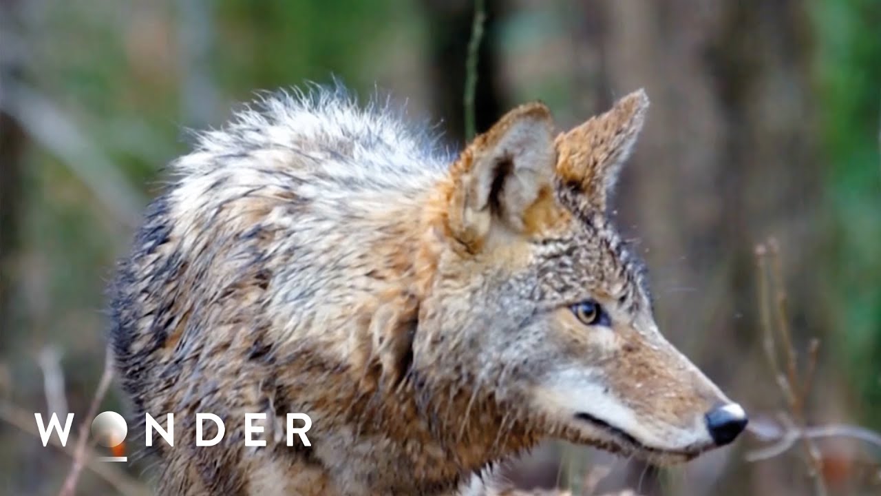Surviving a Coyote Attack: Teen Hunter's Harrowing Tale