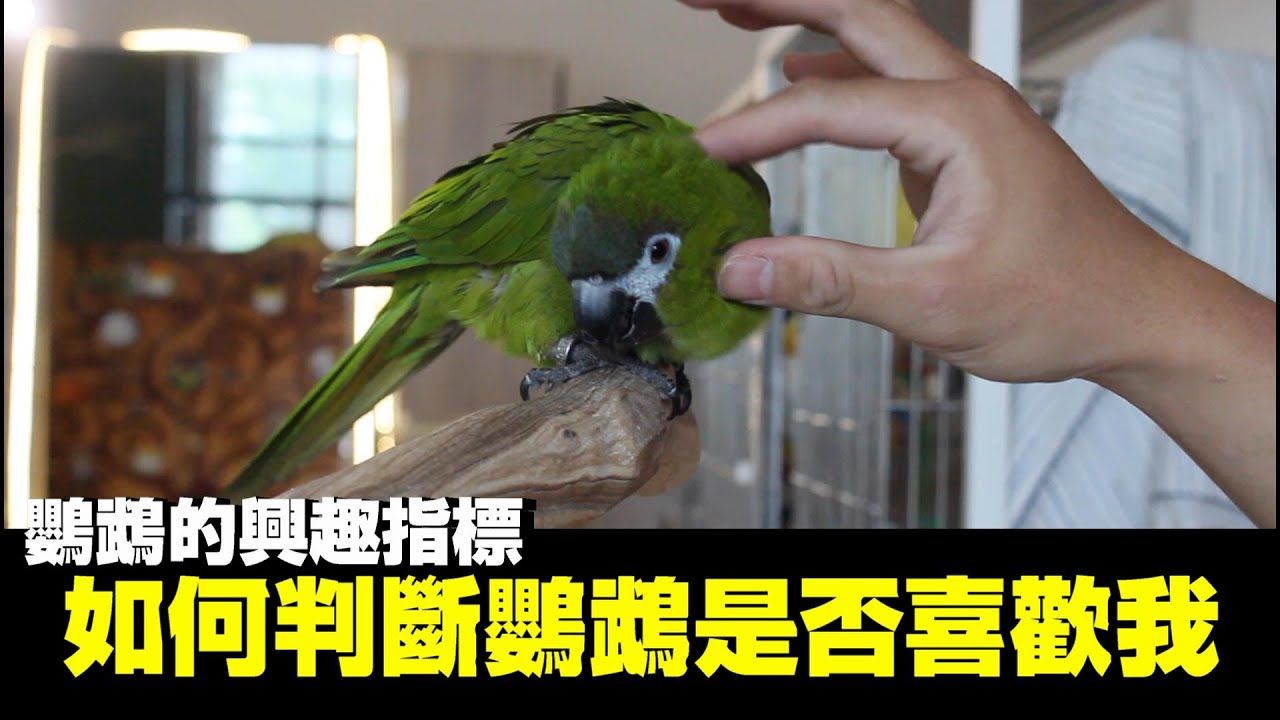 鸚鵡喜歡你會有這些行為 新手帶回家不再沒頭緒! | 精鵡瘋雲