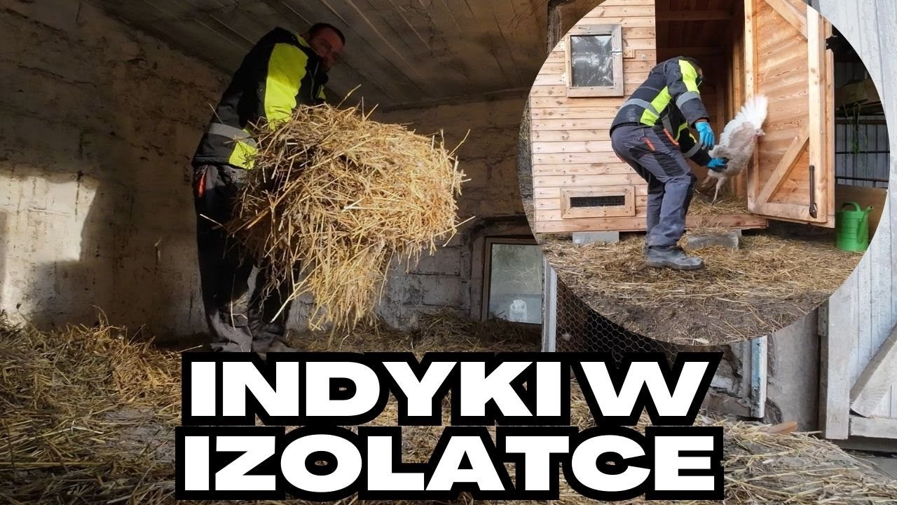 Gruntowne sprzątanie kurnika i łapanie indyka