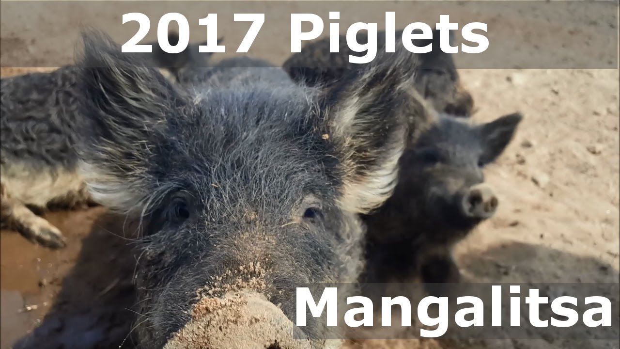 2017 Piglets - Mangalitsa's From Baker's Green Acres