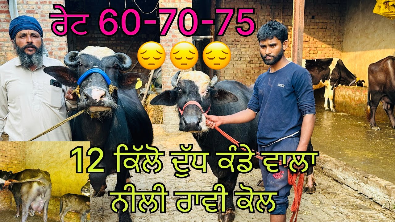 25 ਫ਼ਰਵਰੀ 2026 ਫੋਨ 📞 8699857375 ਲਾਓ ਜੀ ਤੁਹਾਡੇ ਲਈ ਲੈ ਆਇਆ ਭਾਉ ਨੀਲੀ ਰਾਵੀ ਦੀਆਂ ਮੱਝਾਂ 🔥🔥👍