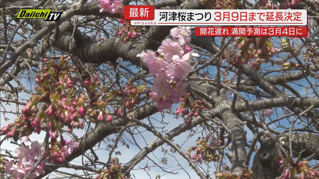【記録的遅れ】伊豆早春の一大イベント｢河津桜まつり｣開花遅れで…３月９日まで９日間延長決定（静岡･河津町）