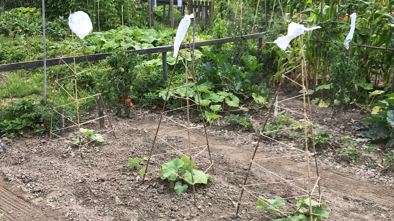 Vlog 17 Tipi&rsquo;s voor de flespompoen
