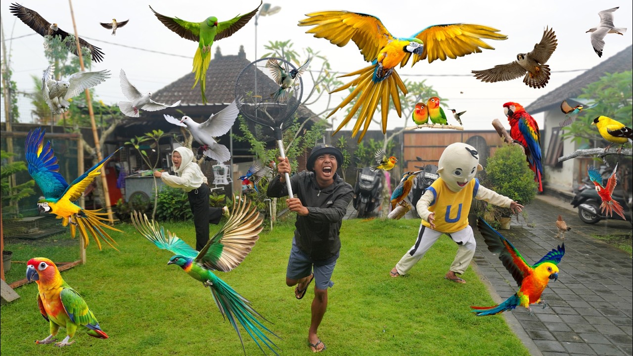 BERBURU SEMUA JENIS BURUNG DI PASAR HEWAN?!