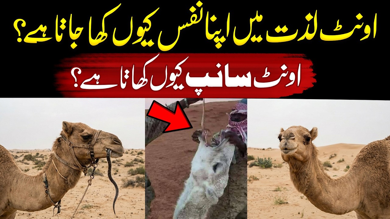 Camel Facts So Strange You'll Think They're Fake
