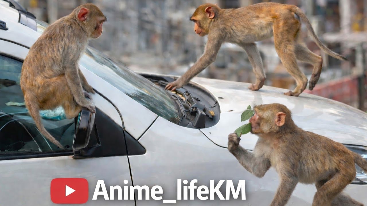 Car Par Chadh Gaye Bandar 😱 | Funny Monkey Attack on Car | monkey baby Vs car 🐒