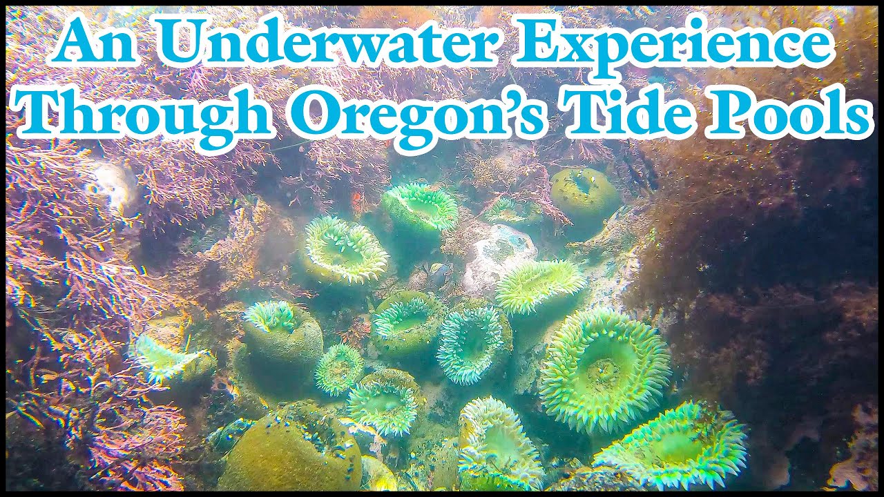 An Underwater Experience Through Oregon’s Tide Pools