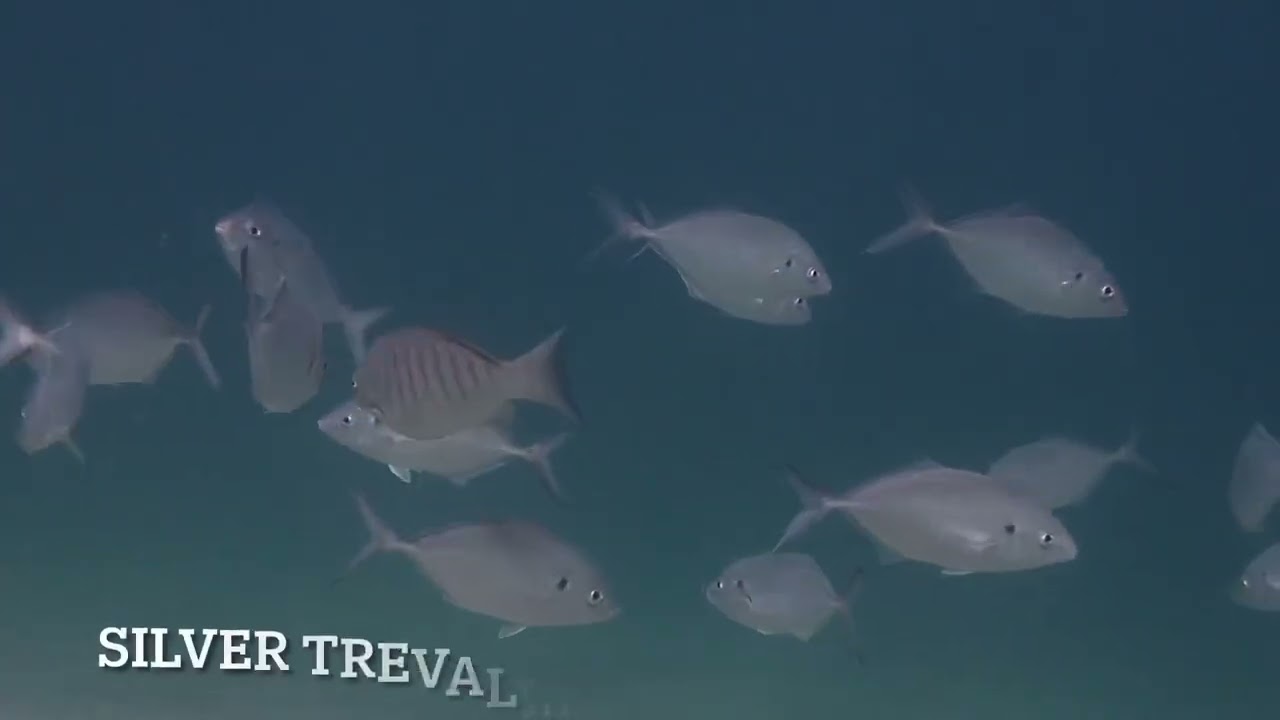 Cabbage Tree Bay Typical Fish Identified