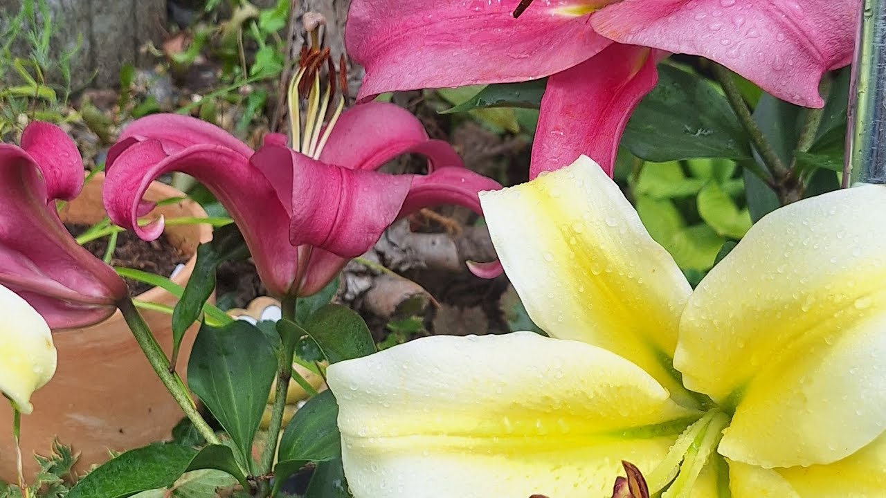 Обзор маленького сада, мои пахвастушки🤭🤗☺️