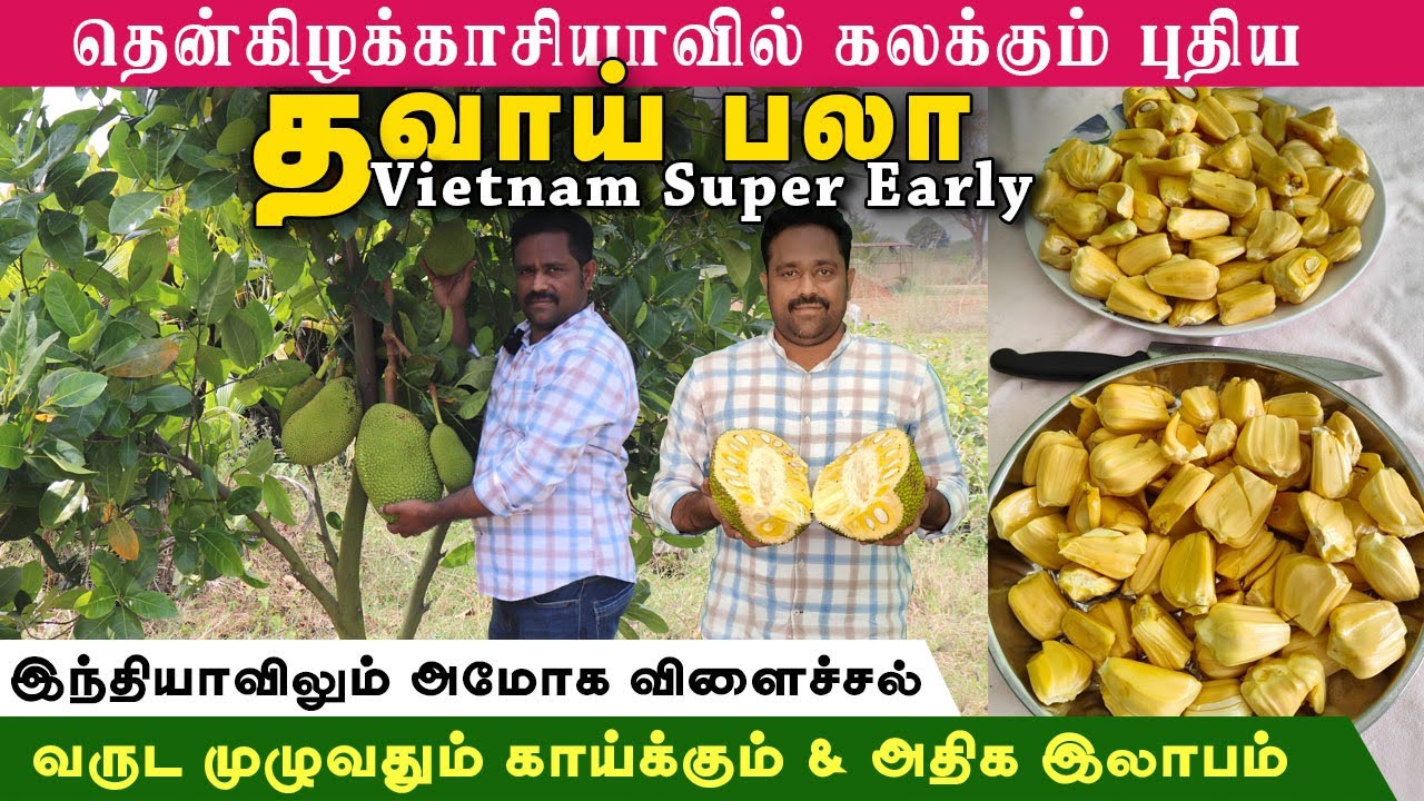 இந்தியாவில் அமோக விளைச்சல் தரும் தவாய் பலா | Vietnam super early jackfruit @earlybirdagrisolutions