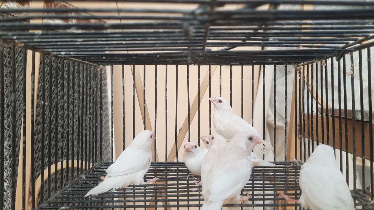Red Eye Society Finch aka Bengalese Finch