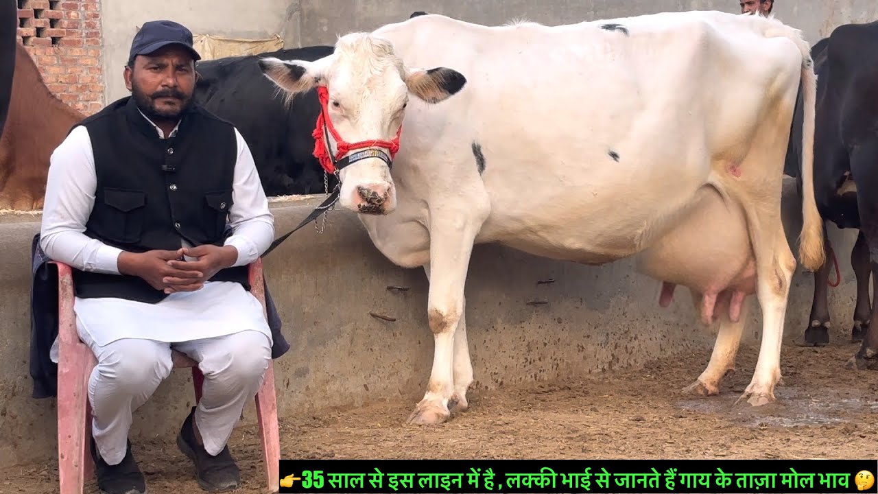 35 साल से इस लाइन में हैं 🤔 आप सस्ते के लालच मे ना रहें 👍 #cow #rajusirsa 