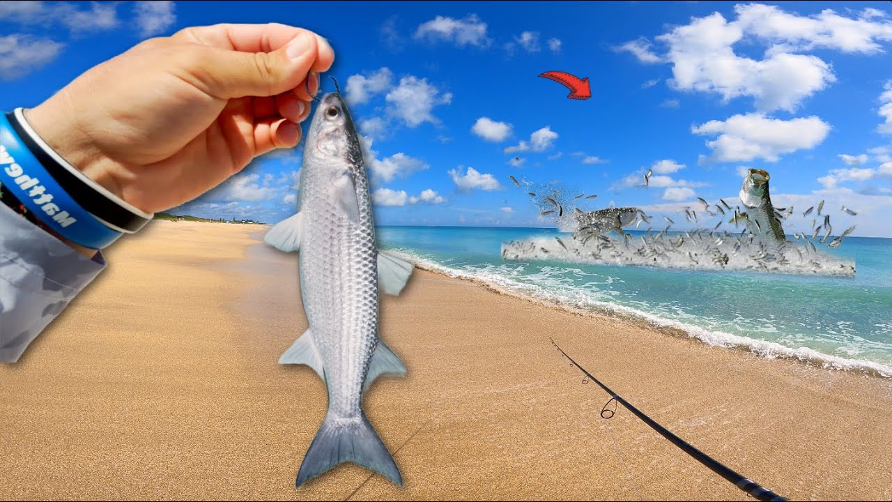 Tossing LIVE Mullet at Massive Feeding Fish! *Mullet Run*