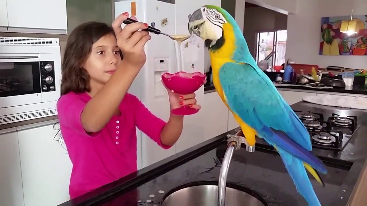 Alimentando Minha Arara Jade