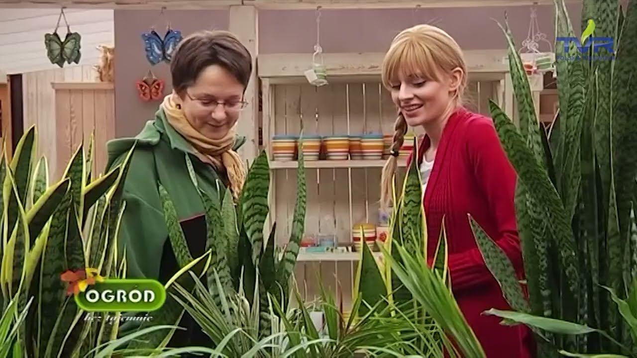 Ogrod bez tajemnic ,,Rośliny doniczkowe w ziemie''