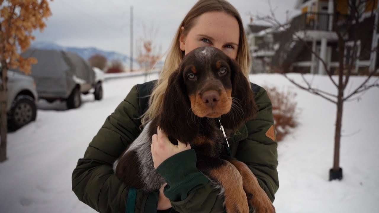 Hunting Puppy | Picking up our Picardy Spaniel
