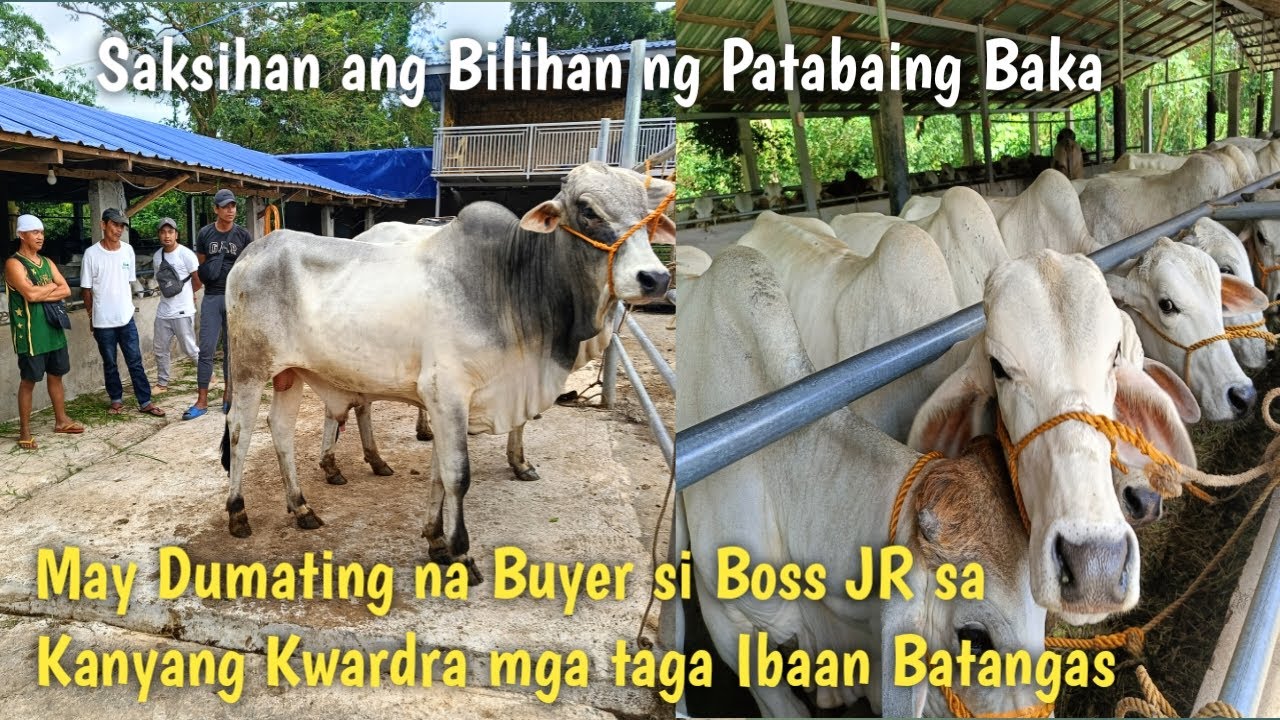May Buyer na Dumating si Boss JR galing Ibaan Batangas