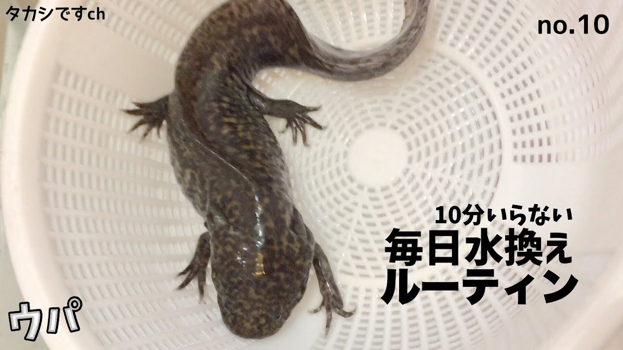 ウーパールーパーの飼育で毎日の水換えは餌やり同様で日課です。