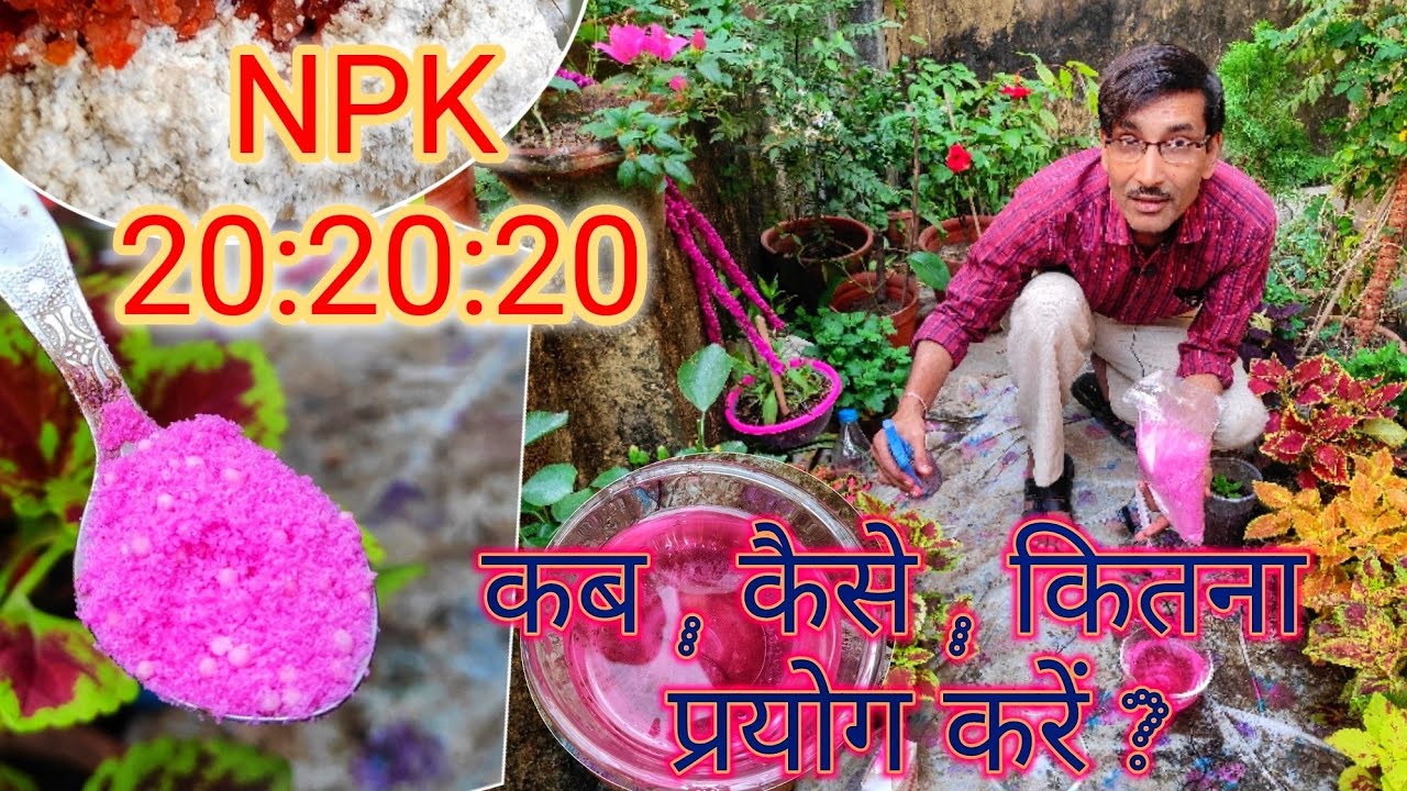 NPK 20:20: 20 क्या है ? कब , कहां, कैसे, कितना प्रयोग करें ? NPK 20:20:20 How, When and why to use