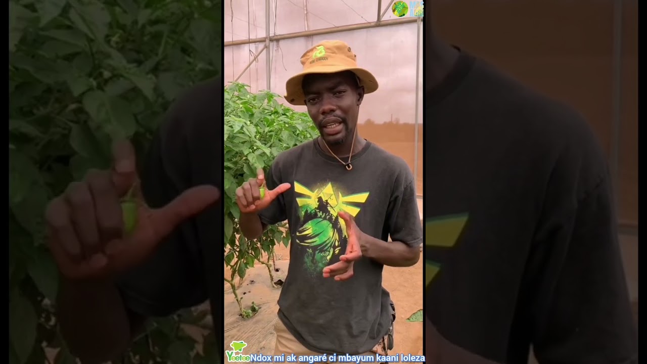 YEETEE / ndox mi ak angaré ci mbayum kaani loleza