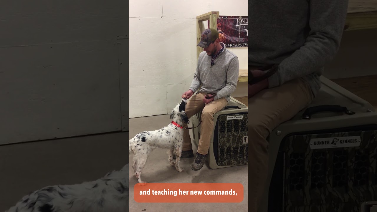 Crate Training With Dog Treats | Bob Owens | Dog Training | Ask Gunner