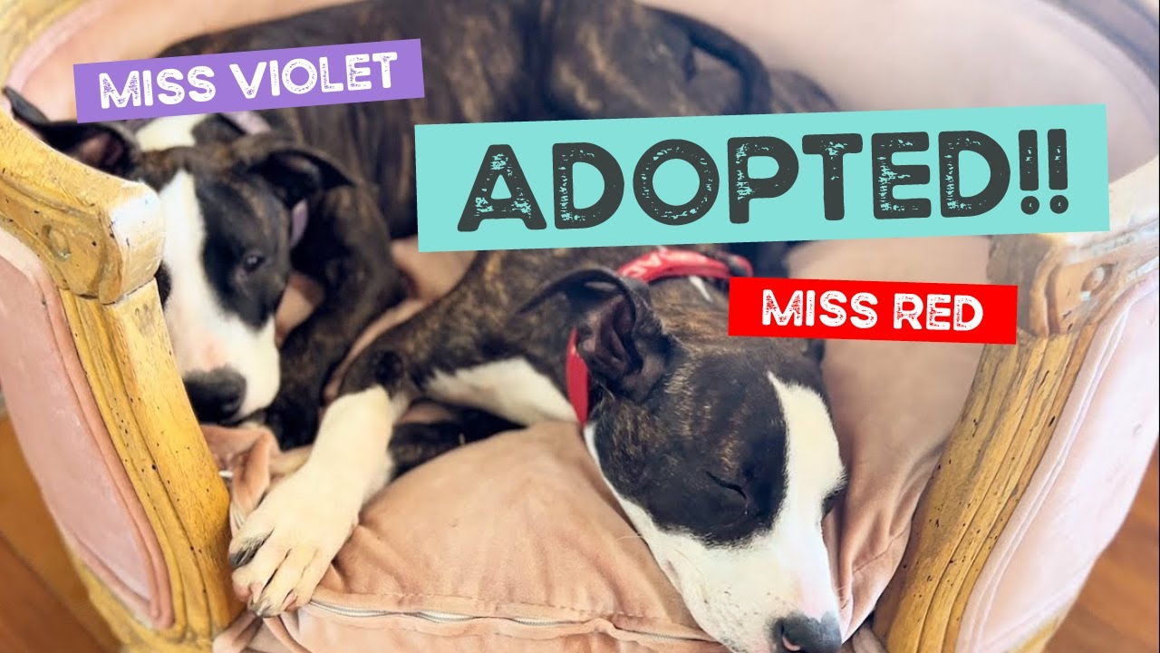 Miss Red and Miss Violet get ADOPTED!