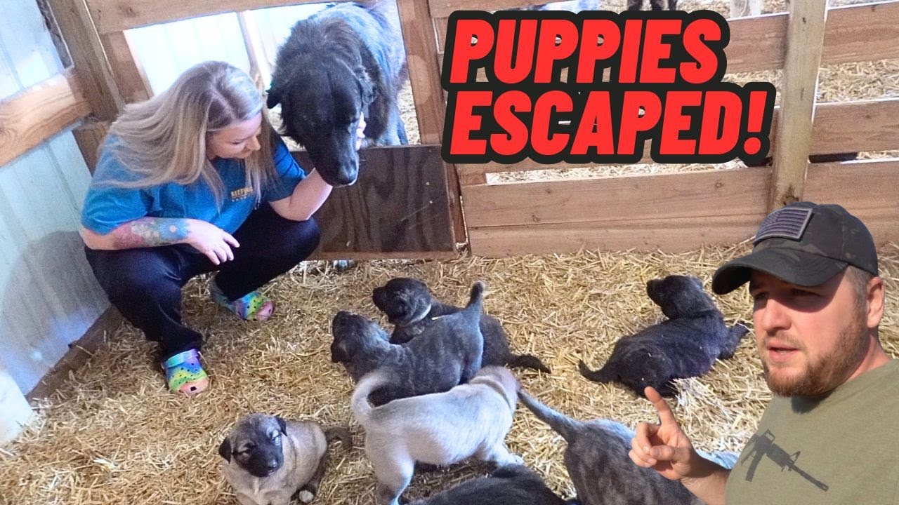 Guard Dog Puppies Escape And Meet Their Dad!