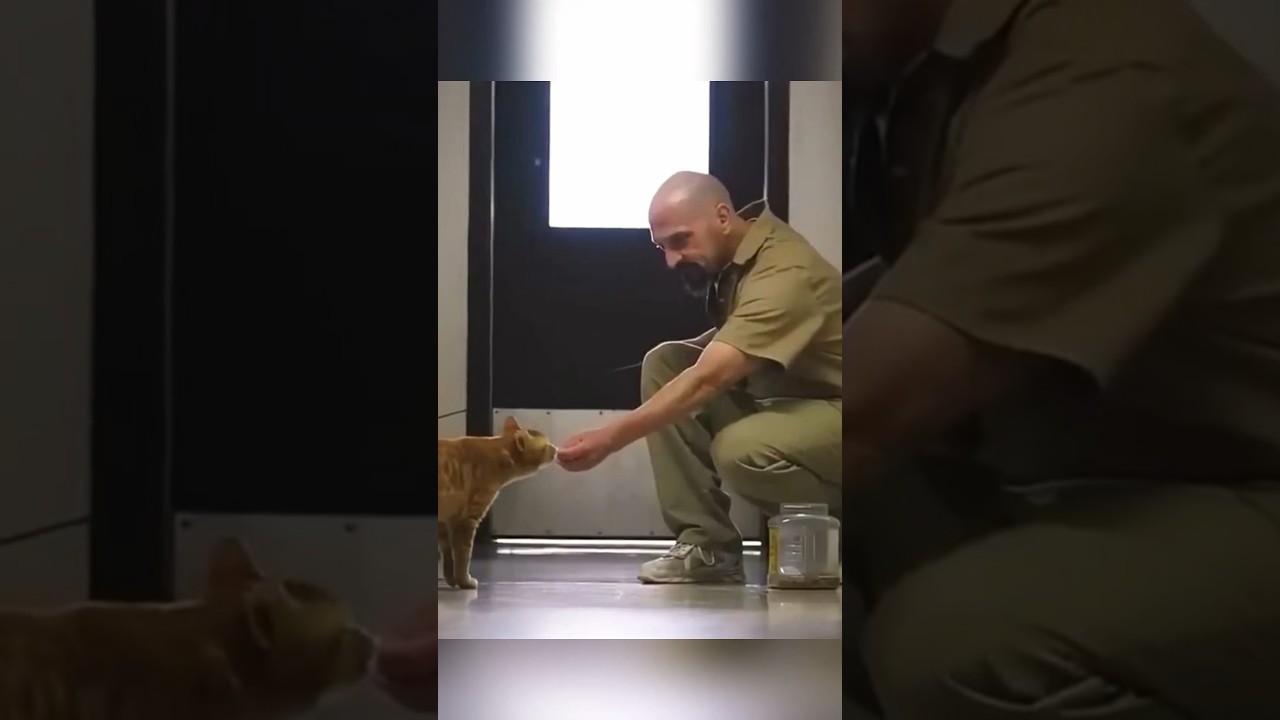 Adopting a cat is an honor in this prison #youtubeshorts #animals #pets #cute #cat