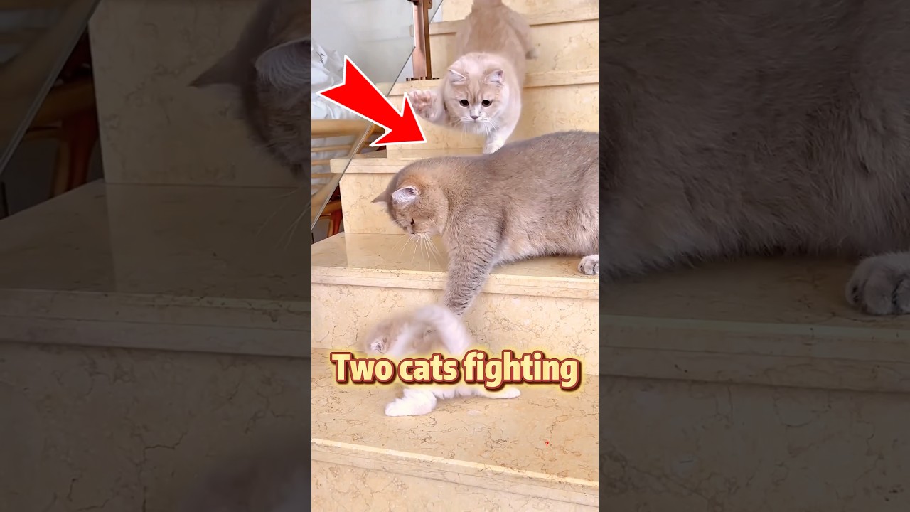 Brave Mother Cat Protects Kitten.