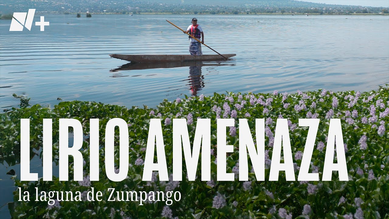 Lirio amenaza la laguna de Zumpango - N+