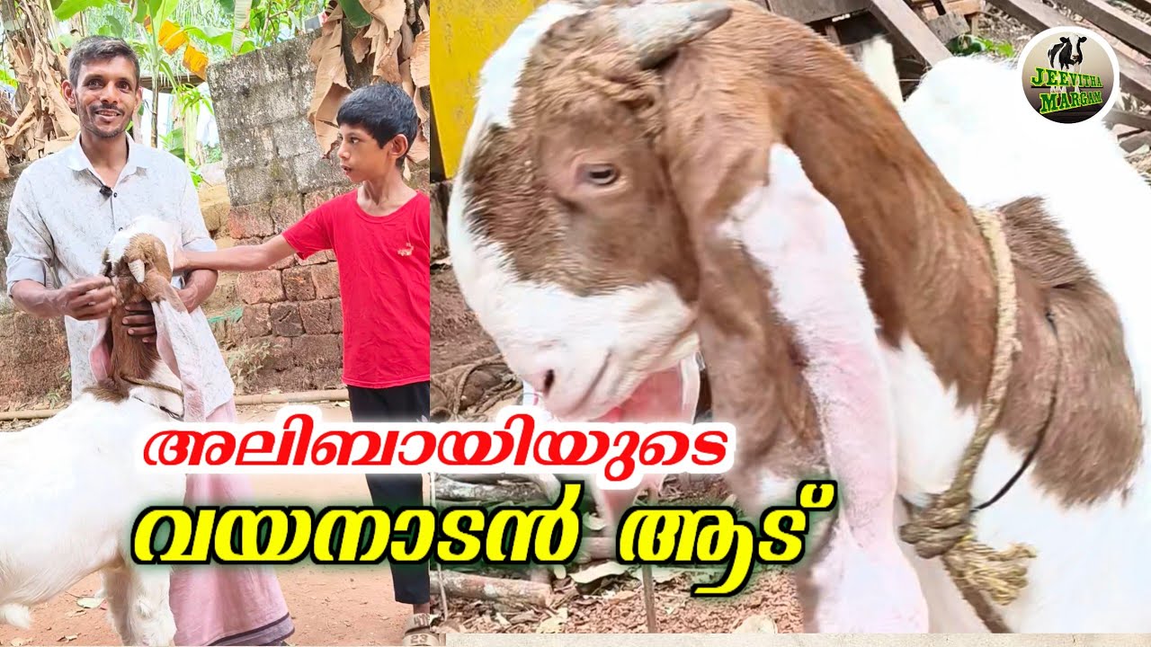 വയനാടൻ ആട് l Goat of Wayanad  #goatfarming #aduvalarthal  #jeevithamargam 