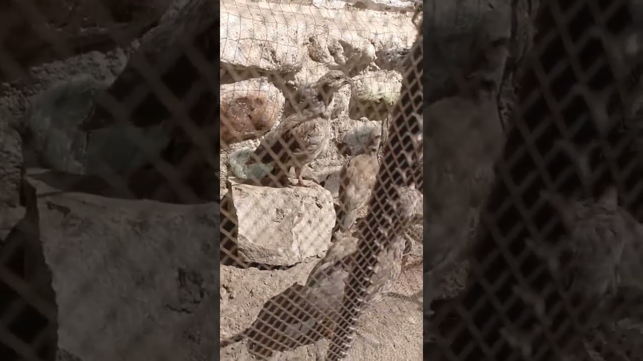 кабк чуча