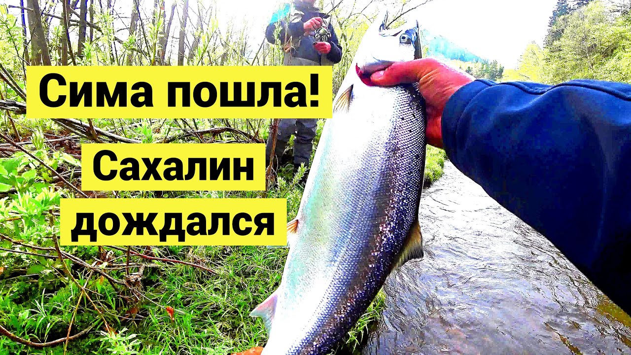 Пошла сима! Сахалин дождался // The cherry salmon has arrived! Sakhalin was waiting (Eng Subs)