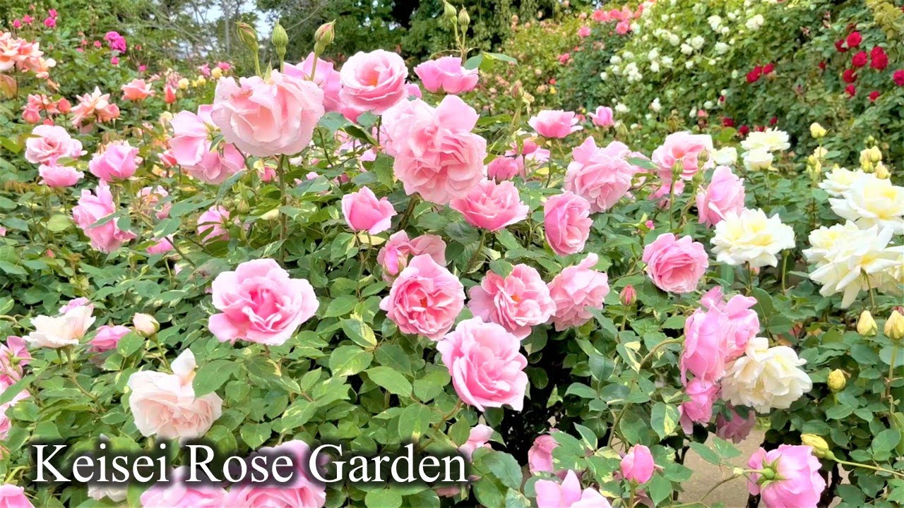 【4K】京成バラ園 2023年5月1日の開花状況 Keisei Rose Garden