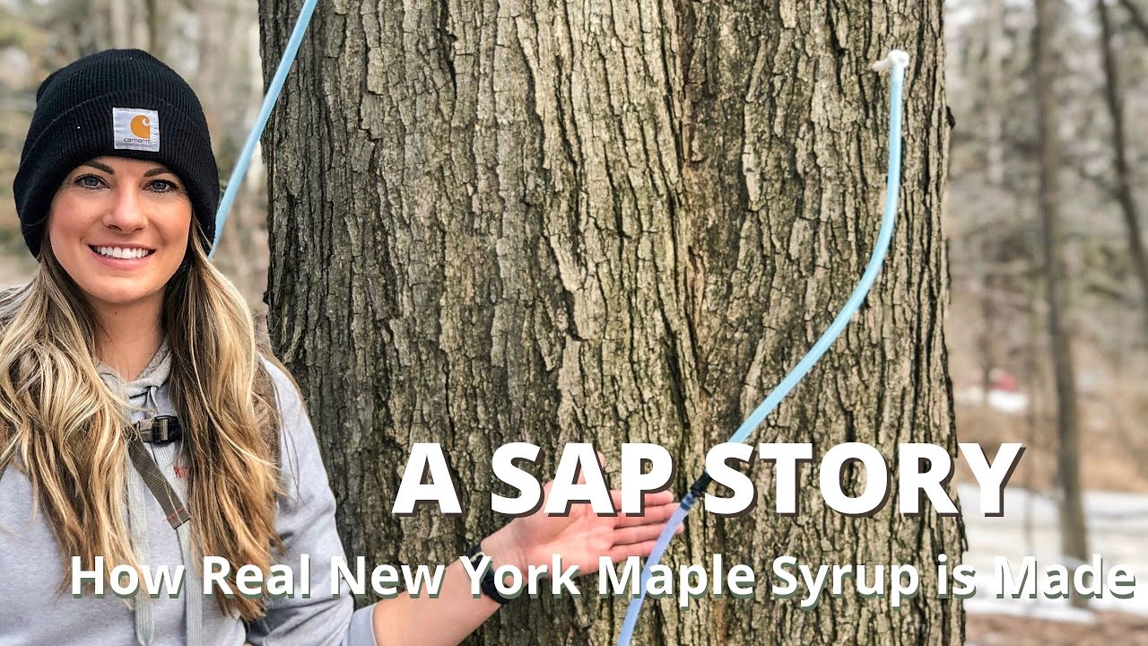 How Real New York Maple Syrup is Made!