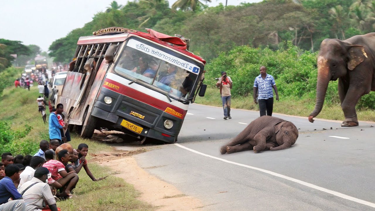 Sudden arrival of ferocious wild elephant attacking people and vehicles, #elephantattack #elephant